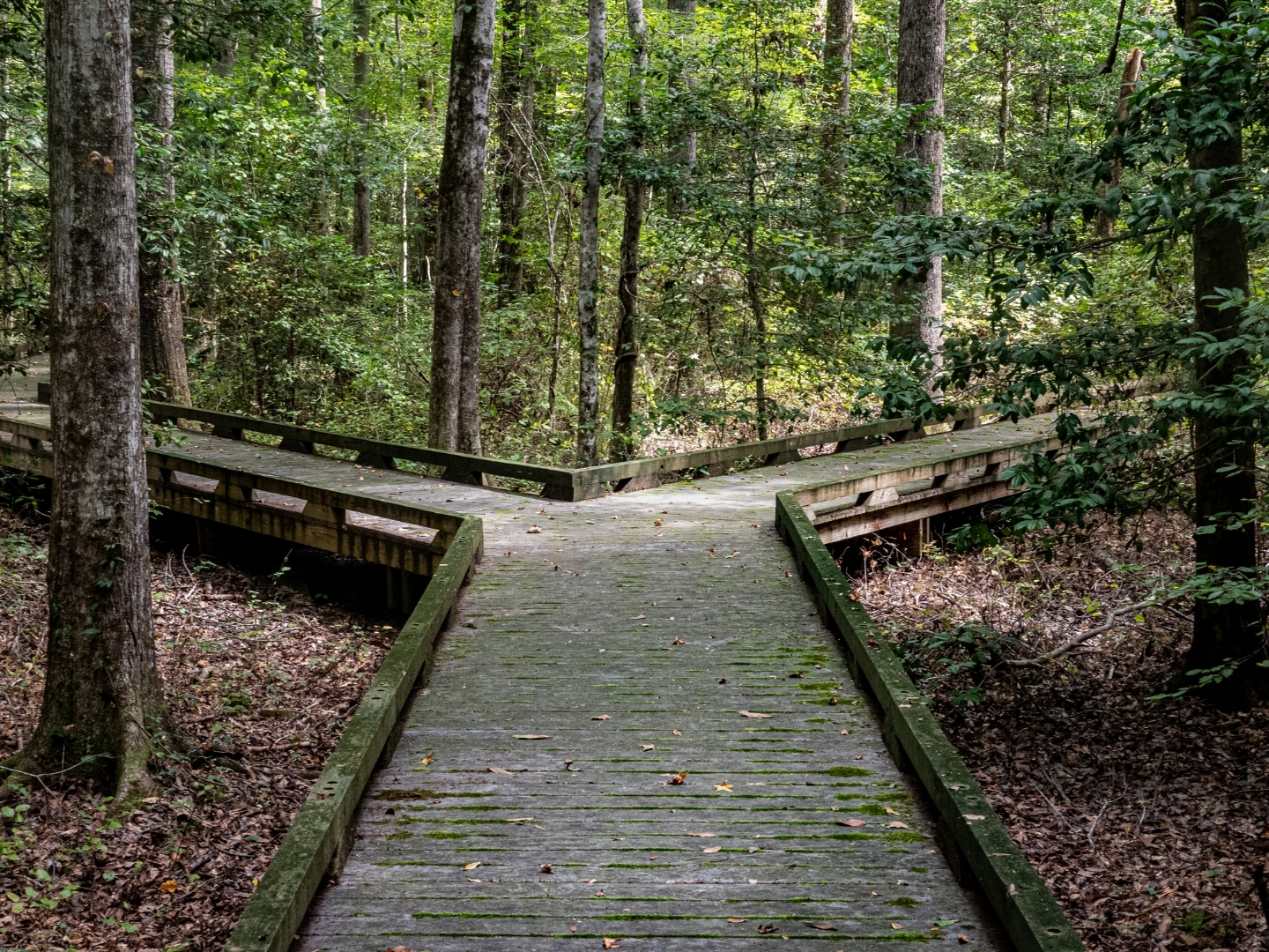 Countryside path dividing into two directions, representing the consideration of alternative development sites.
