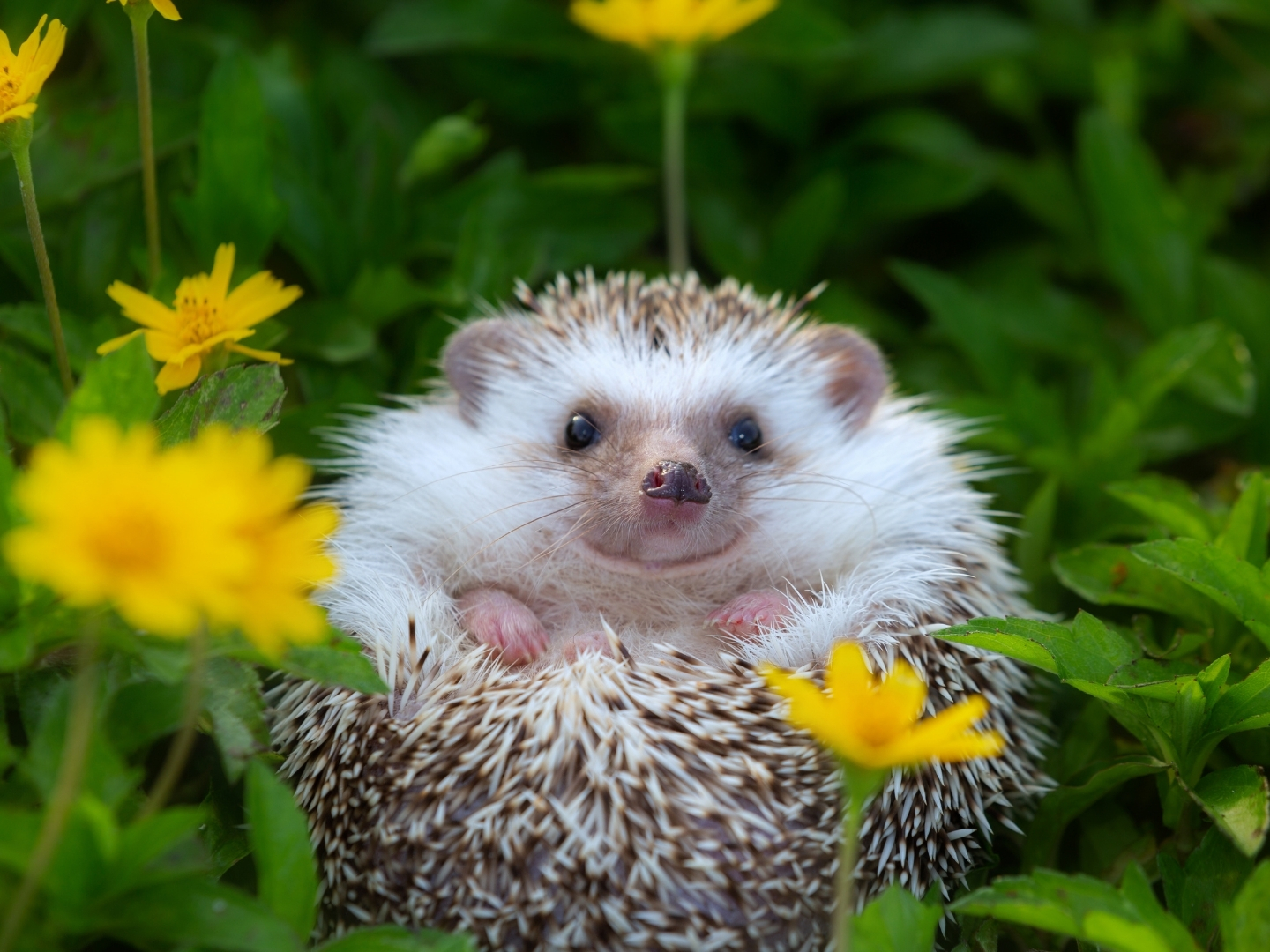 Hedgehog among wildflowers representing native British wildlife and natural habitats.